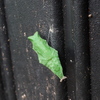 ナミアゲハの蛹