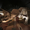 後期白亜紀の巨大恐竜、トリケラトプスの驚くべき特徴