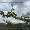 芽かき完了と訂正