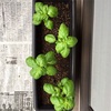 プランターのコバエ対策 土の全入れ替えを検討中 こたま のベランダ菜園日記 プランターのコバエ対策 土の全入れ替えを検討中 こたま のベランダ菜園日記