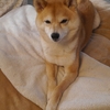 お寛ぎ～、だよ