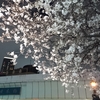 夜桜見物。