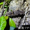 ”夜の昆虫採集”【擬態のプロ】フタモン