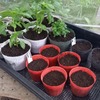バジル、蒔いて、植え替えて