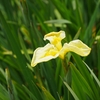 きばがた公園の花菖蒲園（後編）