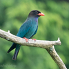 🦜野鳥の回【184】森の青い宝石🆕ブッポウソウ（仏法僧）