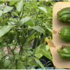 夏野菜ピーマン07【雨降りのなか収穫] 
