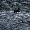 TAMRON 300mm F5.6 CT-300 試し撮り