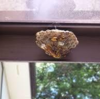 広島県での蜂の巣駆除は【８８駆除隊】へ　料金は明朗。相場はあってないようなものです。