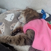 エル、乳腺腫瘍＜３４＞