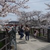 2024.4.7　元荒川の桜