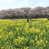  昭和記念公園で花見