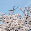 ワクチン接種と公園の桜