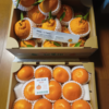 不知火とせとか
