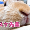 【うさぎの飼い方】うさ飼いあるある！？かわいい一瞬があるからこそうさぎはかわいいのだ！