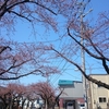 桜川の桜