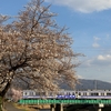 20100形と田川の桜