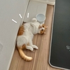ごろごろのびのび。