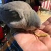 ほーちゃんとキャベツと大人の味覚