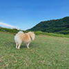 ポメちゃんの『パテラ』回復記録🐕