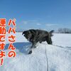 血管肉腫のココ姉ちゃん脾臓摘出手術後の体調は？