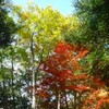 「紅葉橋」の紅葉　山野峡県立自然公園内 第１弾　（福山市山野町）