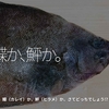 793食目「鰈か、鮃か。」鰈（カレイ）か、鮃（ヒラメ）か、さてどっちでしょう!?