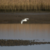 一ツ瀬川の鳥（２０２０　１１２４）