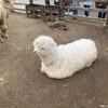 悠久山小動物園2022年春！もふもふのアルパカとカメとの遭遇
