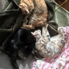 ネコに襲撃された