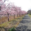 宮島池公園　河津桜が満開