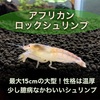 アフリカンロックシュリンプ～特徴・飼育・餌・寿命・混泳について～