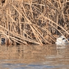 ２０２２年１月　新横浜公園にて野鳥観察