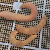 【11月の釣り】オニカサゴが釣れた｜ユムシを使って胴付き仕掛けでヒット