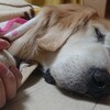 穏やかな寝顔する愛犬