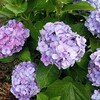 土曜日 紫陽花…雨が似合う