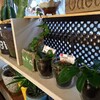 モロゾフプリン🍮のガラス容器の活用！と100円ショップの観葉植物🌵