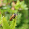 カミキリムシに似た虫の正体は？　ジョウカイやカミキリモドキの仲間やアカハネムシなど。