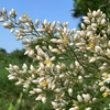 南天の花 ／ 玉ねぎ栽培記録　③（収穫）