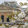 京都国立博物館・庭園の桜