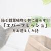 猫と観葉植物と共に暮らす!!「エバーフレッシュ」をお迎えした話