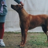 RHODESIAN RIDGEBACK