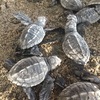 🐢ウミガメ保護活動 プエルトエスコンディード