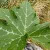 キュウリからカボチャの葉？接木苗を買ったら台木が育った