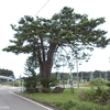 鍛冶屋の一本松