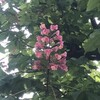 紅花栃の木