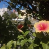 9月1日。