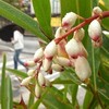 うりずんの季節、沖縄各地で月桃の花