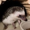鼻が長いと思う
