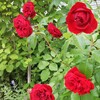 明日から『Rose Party』がスタートします😊